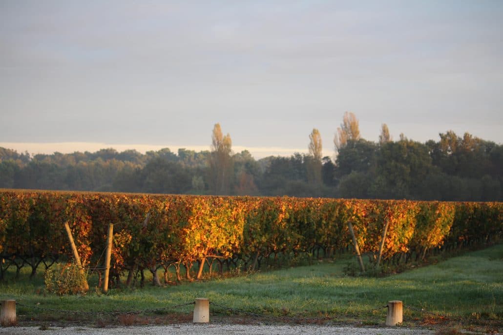 Rangs de vignes du Château Bertinerie en automne