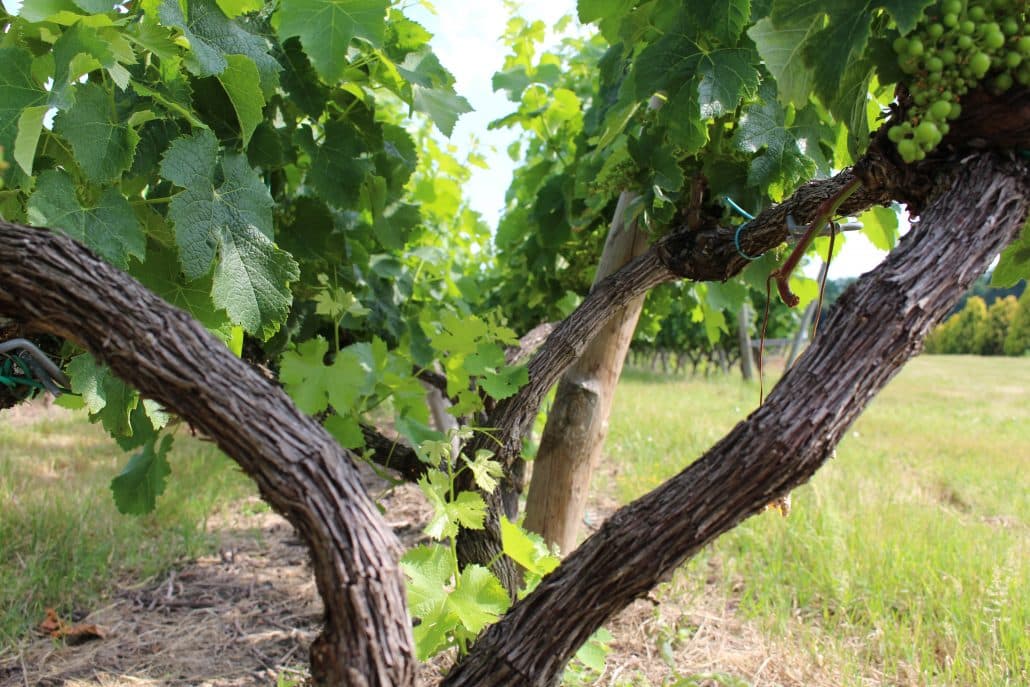 Deux bras ouverts d’une vigne conduite en Lyre au Château Bertinerie